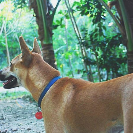 Bohol Coco Farm Vandrerhjem Panglao Eksteriør bilde